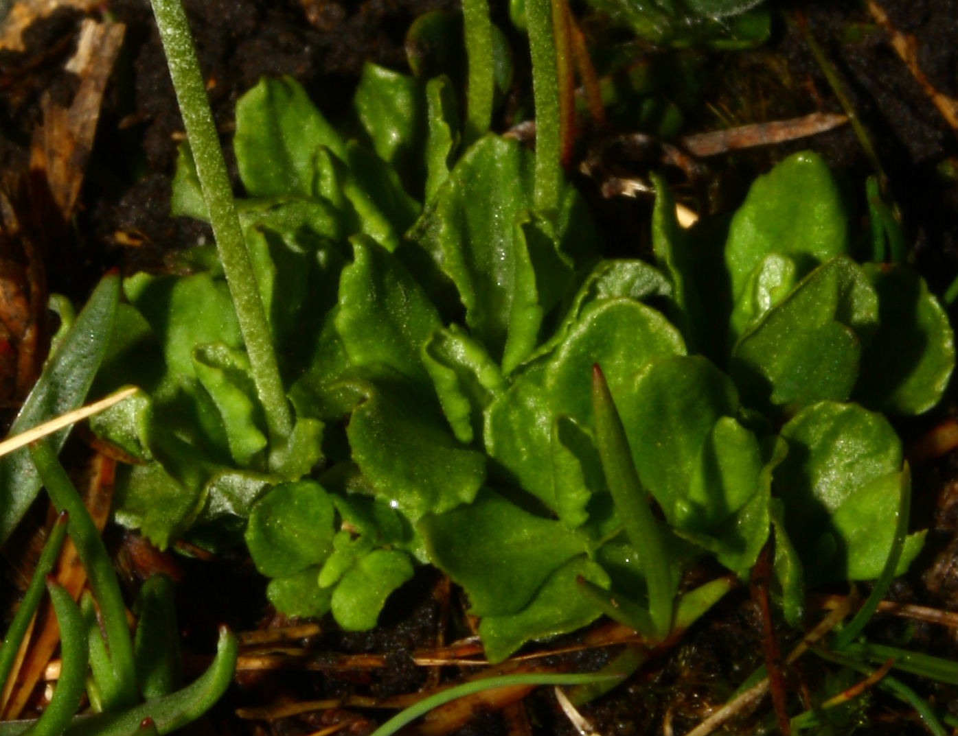 Primula farinosa